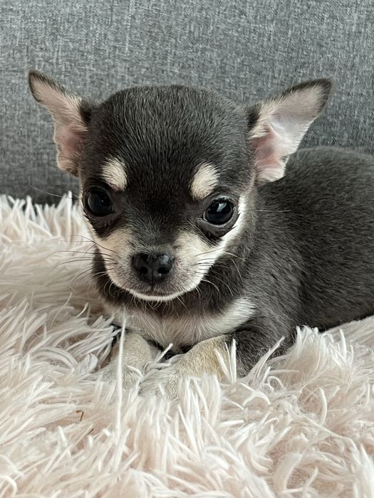 Malenki piesek chihuahua do odbioru