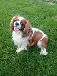 Cavalier King Charles Spaniel