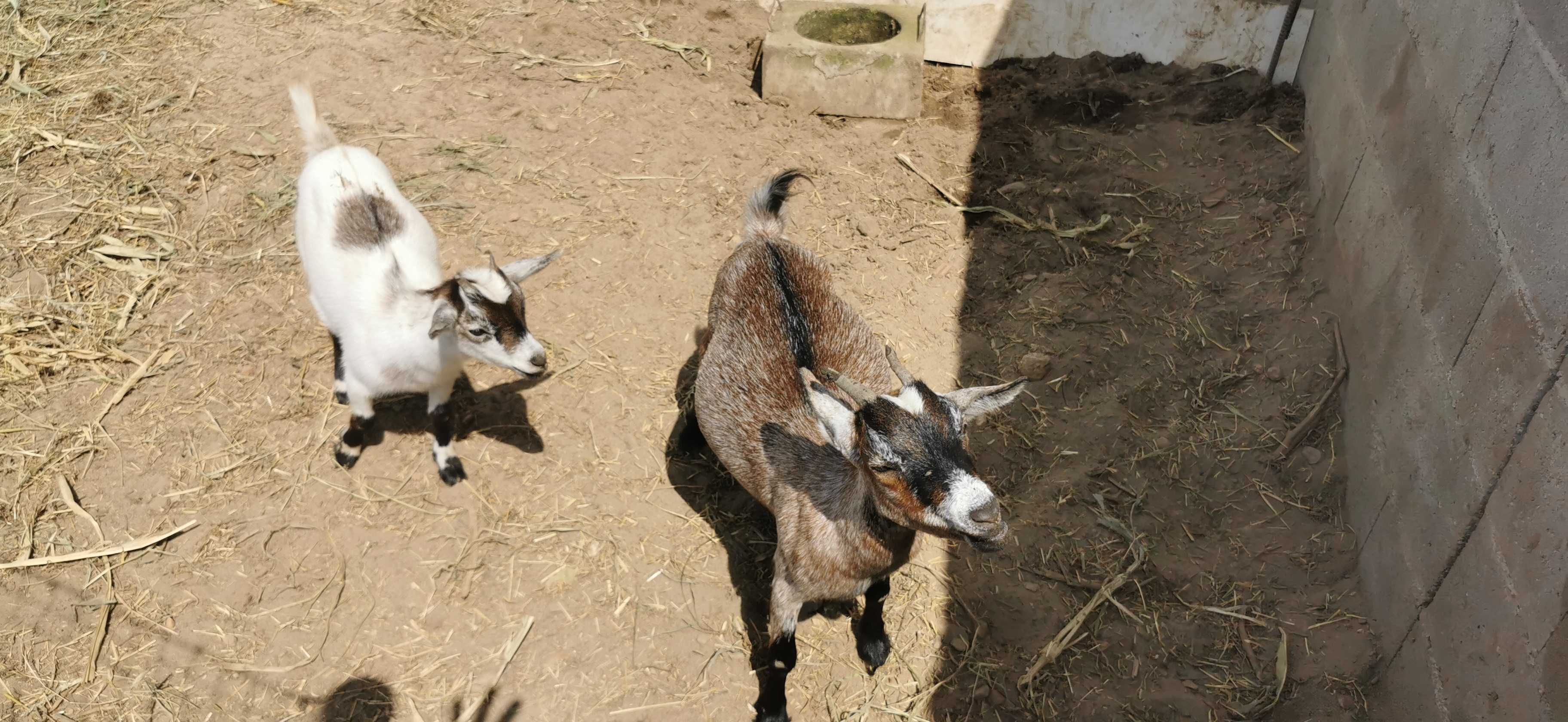 Cabra micro anã fêmea
