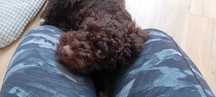 Lagotto Romagnolo - przepieka slodka sunia - ASTRA.