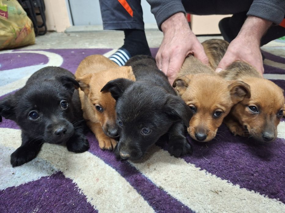 Oddam pieski w dobre ręce