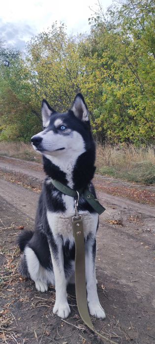 Бронь цуценят від мами Сибірський Хаскі