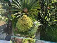Pinheiro para jardim