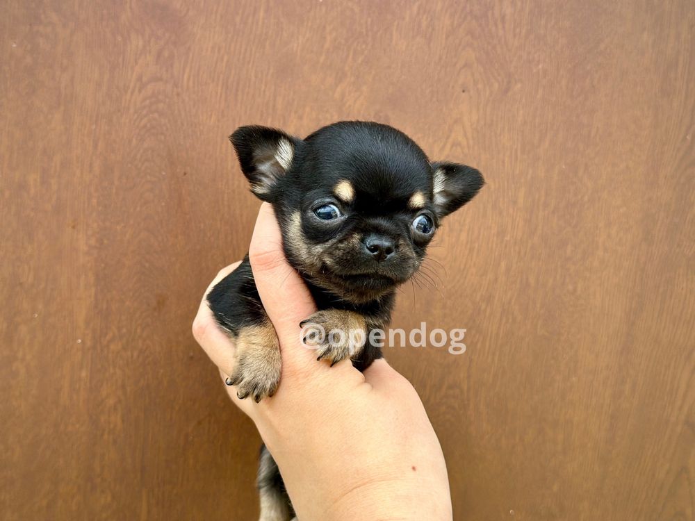 Chihuahua XXS czarny tricolor krótkowłosy MALEŃKI