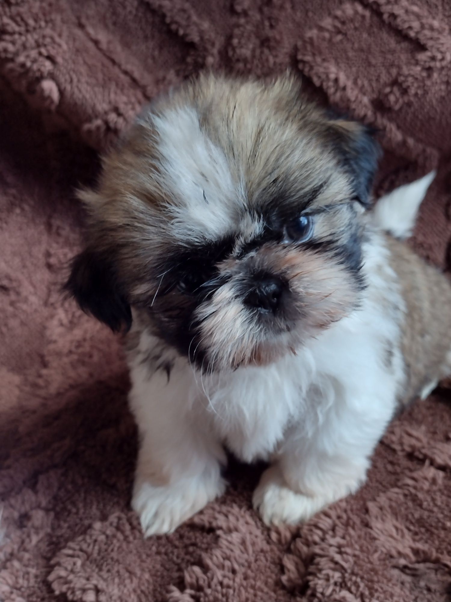 Maluszki shih tzu