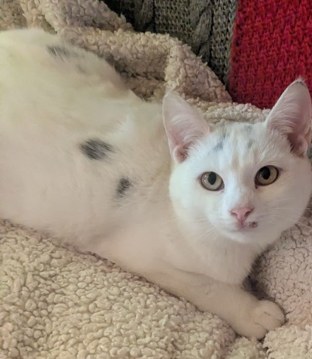 Котик 6 місяців у добрі руки.