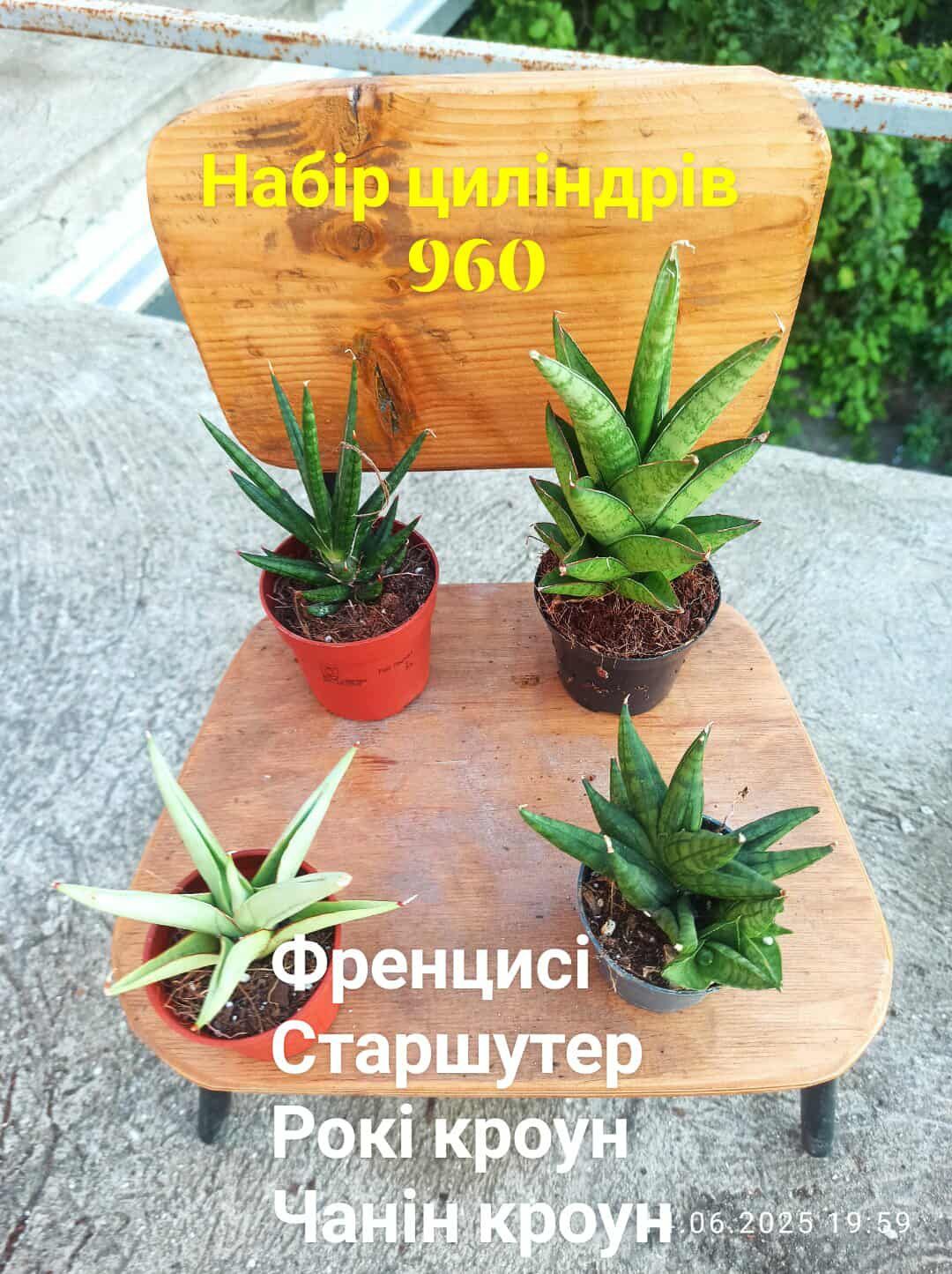 Сансевієрії циліндр, 12 сортів, інші