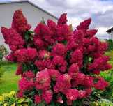 2x Hortensja bukietowa 'Diamant Rouge'