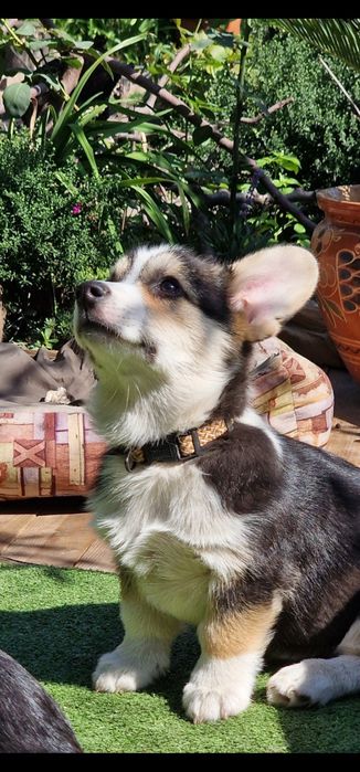 Вельш Корги щенки