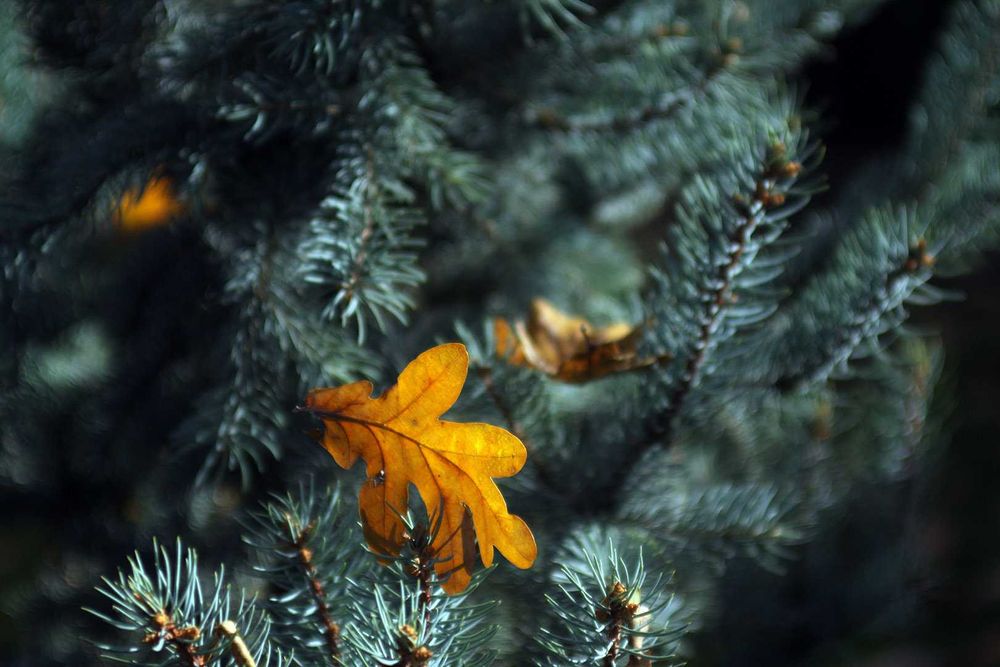 Canon /Tokina AT-X PRO 28–70mm f/2.6–2.8 легендарний світлосильний зум