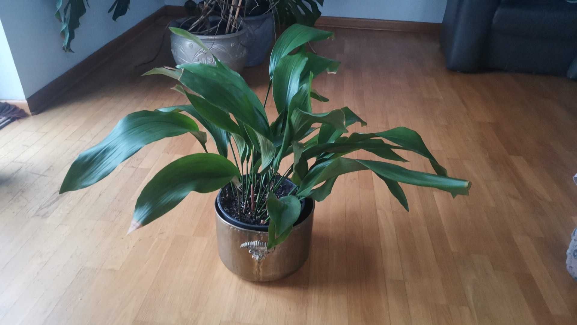 roślina kwiatek kwiat  żelazny liść Aspidistra wyniosła 65 cm