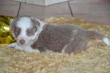 Border Collie Red White