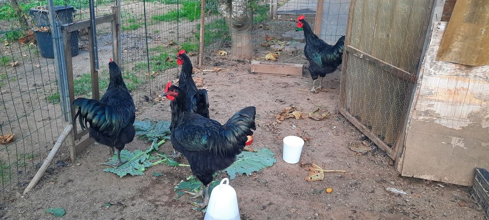 Galo Jersey Gigante  Negro