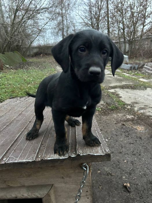 Віддамо в гарні руки песика