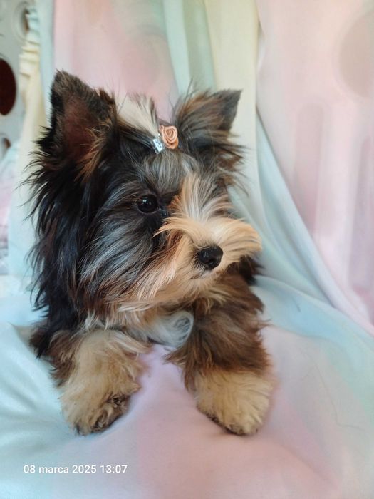 ARIA blue merle z niebieskim okiem