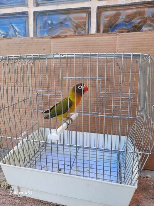 Agapornis Personata 2025 mais gaiola