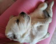 Golden retriever com Pedigree