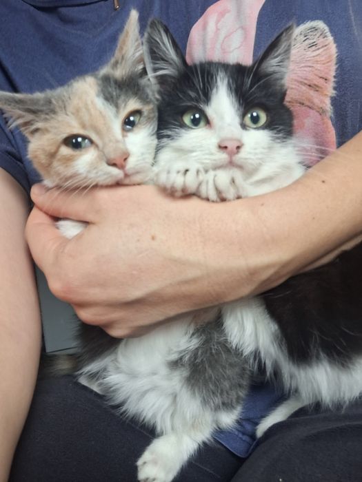 Кошенята кіт і кішечка безкоштовно