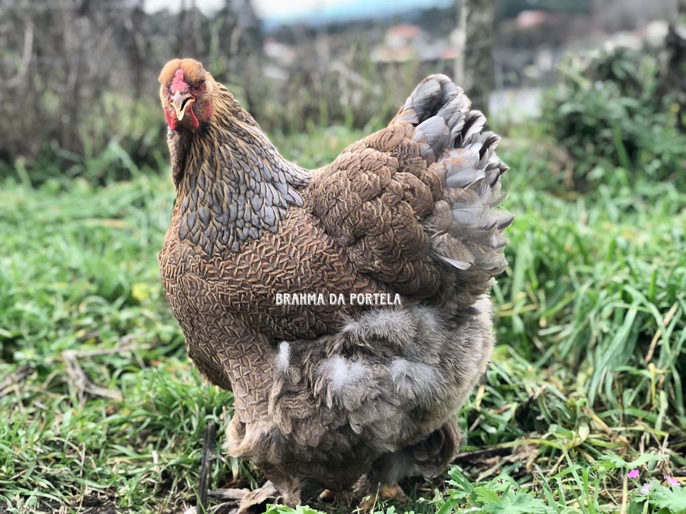 Brahma Perdiz Dourado / Azul ( Ovos )