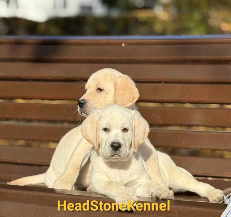 Лабрадор ретривер Щенки