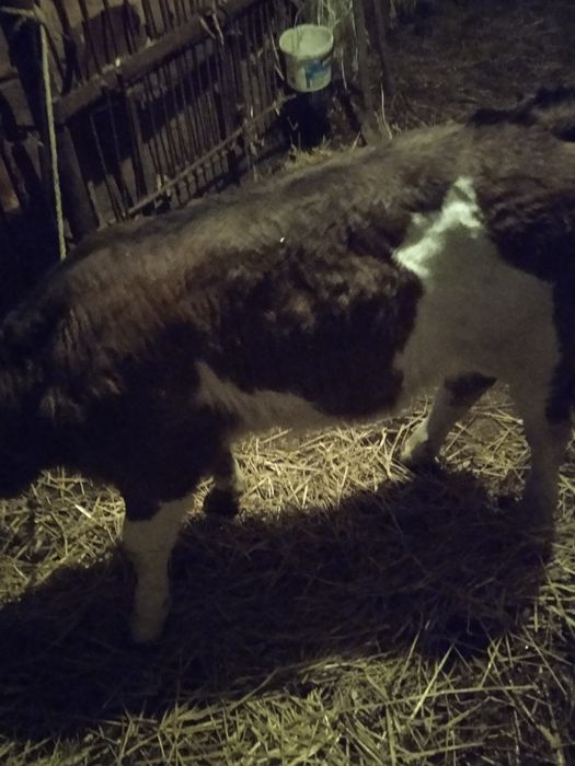 Sprzedam jałówkę miesięczną