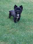 Piesek Yorkshire terrier black