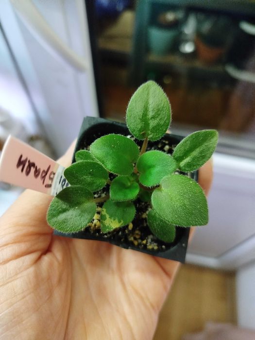 хоя, кактус, суккуленти, сенполія, шлюмбергера, орхідея.Багато надлишк