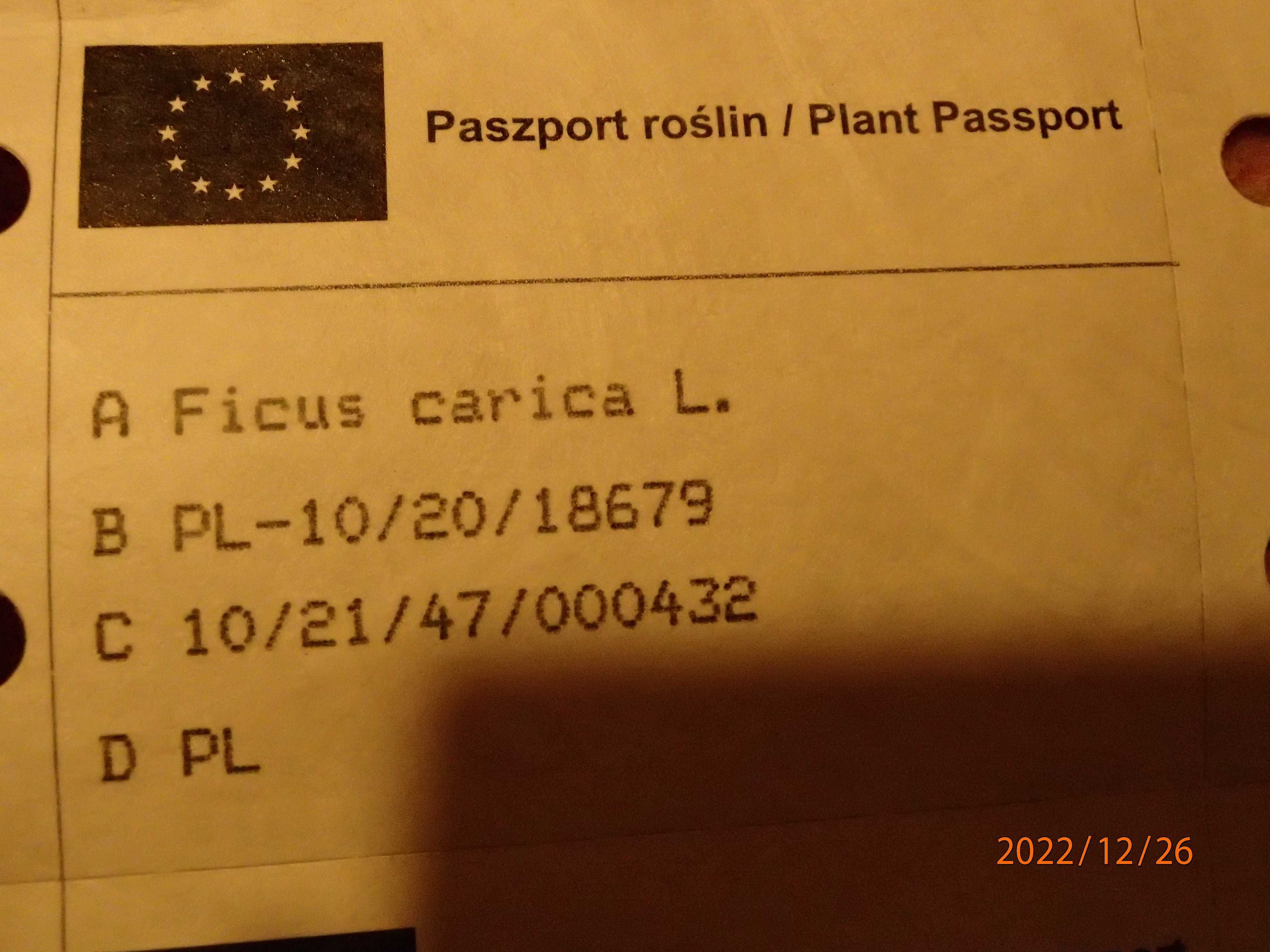 Drzewko figi owocującej Brown turkey 50
