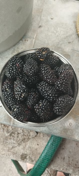 Ремонтантна не колюча ожина !