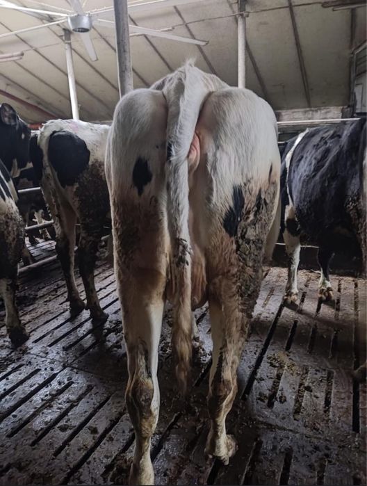 Sprzedam 35 jałówek wysokocielnych hodowlanych