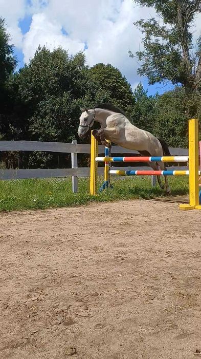 Piękny wałach do wysokiego sportu