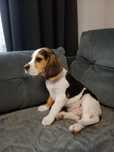 Beagle szczeniak