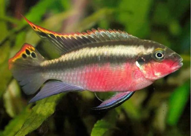 Ciclídeo anão Pelvicachromis Kribensis super red juvenis