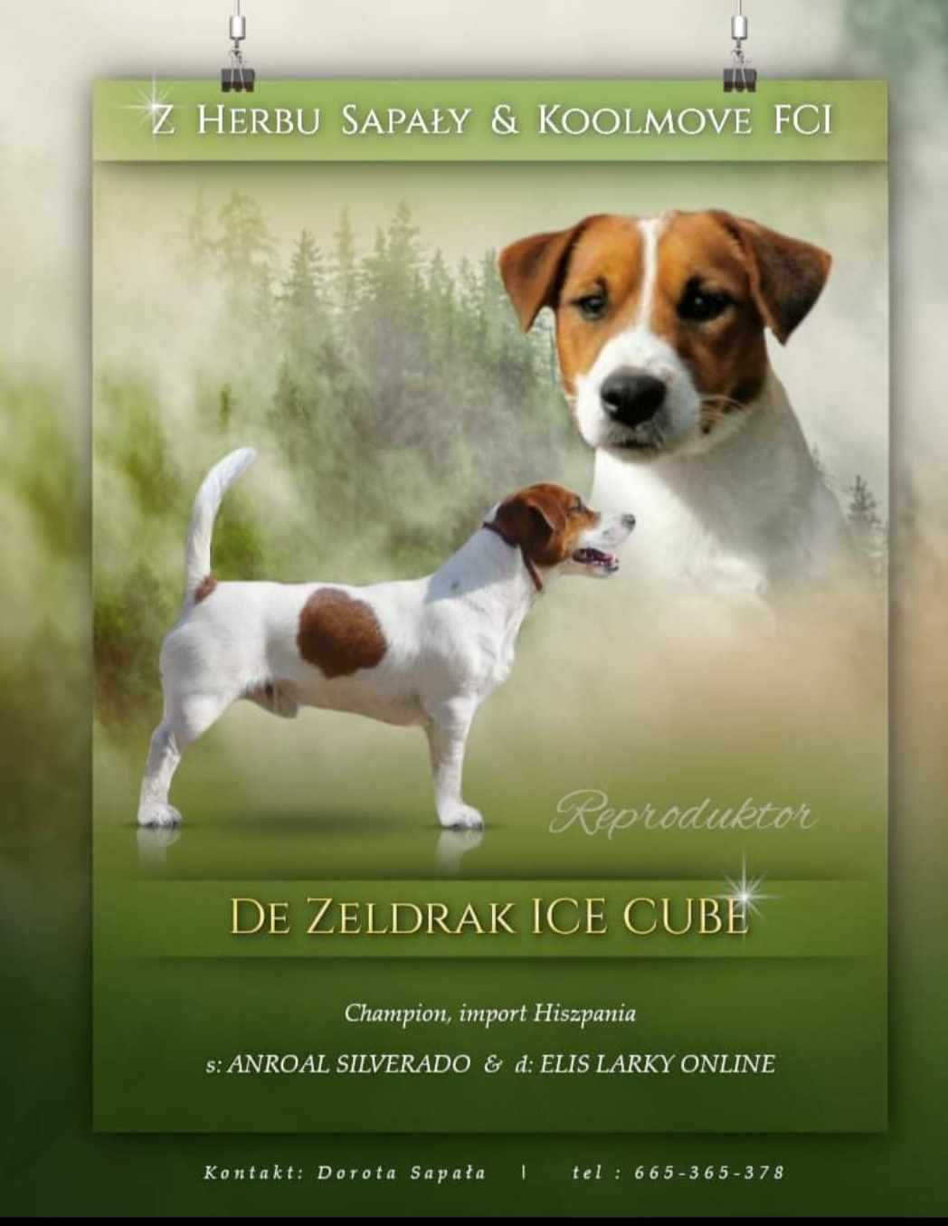 Jack Russell Terrier piesek Imbir ZKwP po Championie