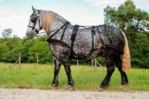Arreios de Atrelagem "WEBTECH" IDEAL EQUESTRIAN - NOVOS