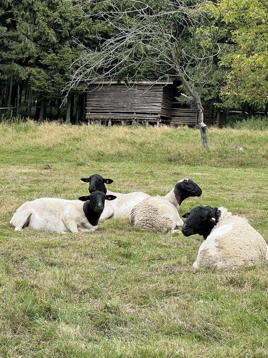 Owce Dorper Dorpery /Matki kotne