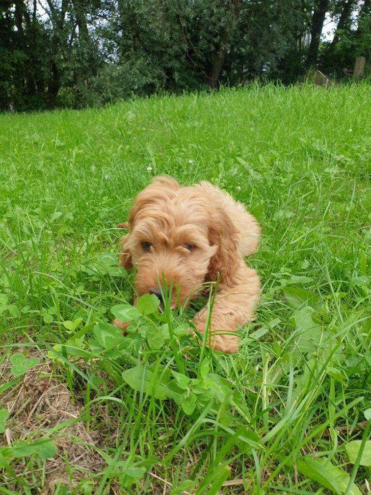 Cockapoo. Hybryda. Chłopczyk Noe.