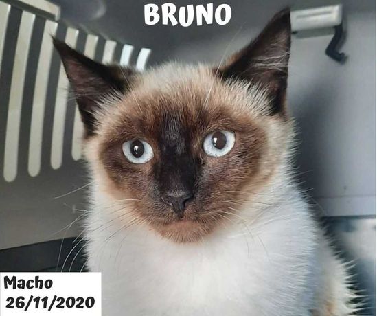 Gato Para Adoção (Bruno)