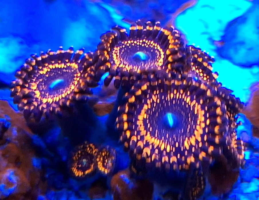 Zoanthus premium, koralowce morskie miekkie