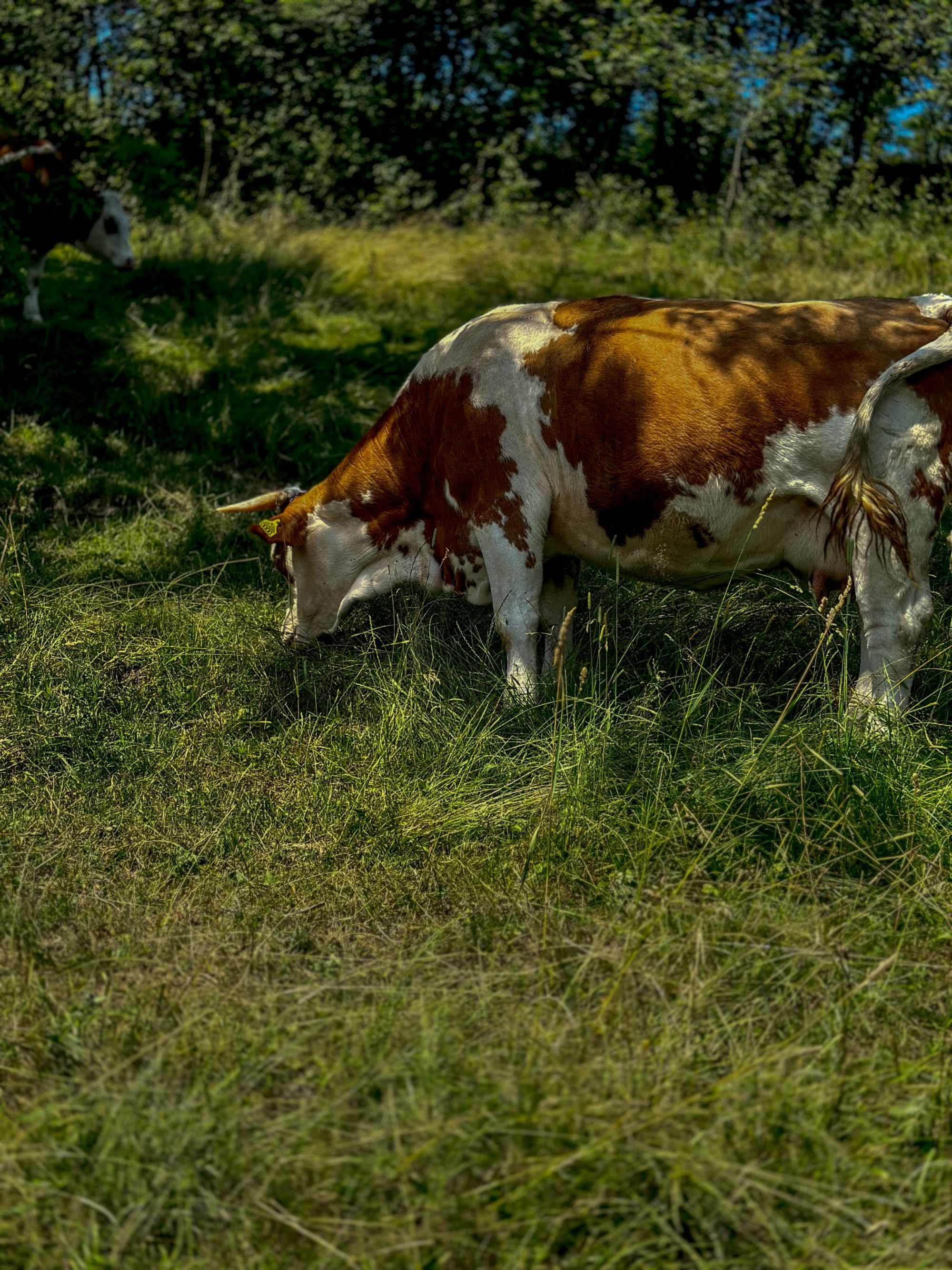 Krowa Simentalska Ciężarna – Już Wkrótce Nowe Życie!