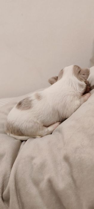 Chihuahua  pelo longo