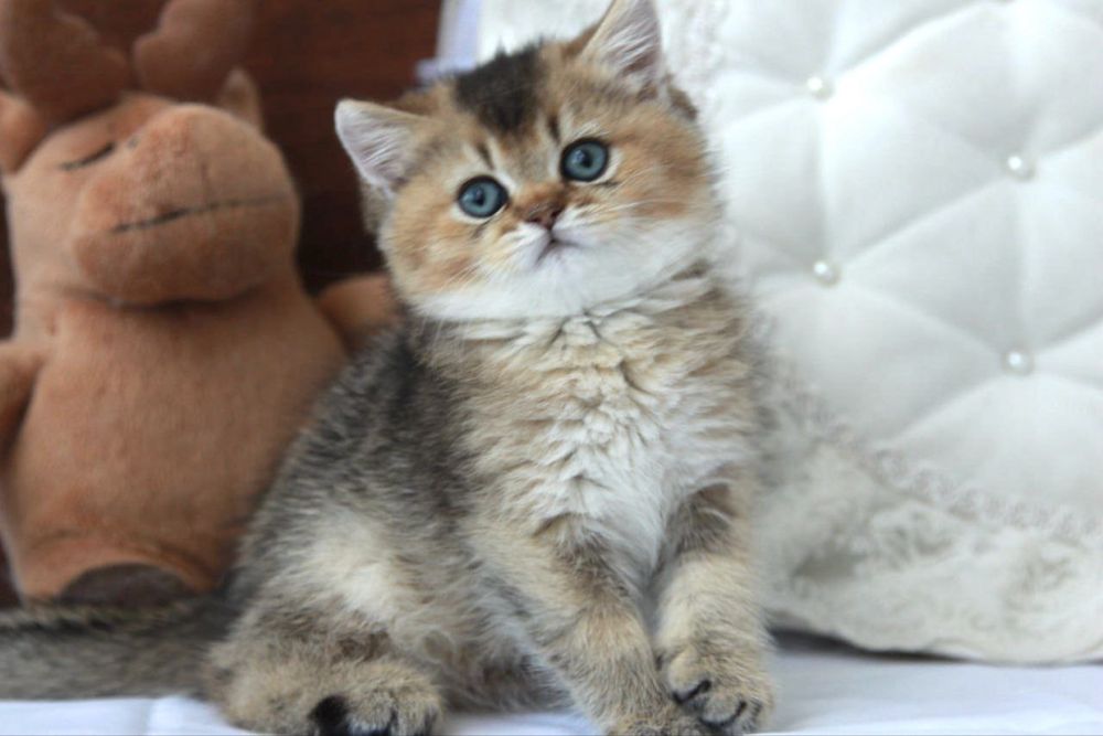 Британский котёнок