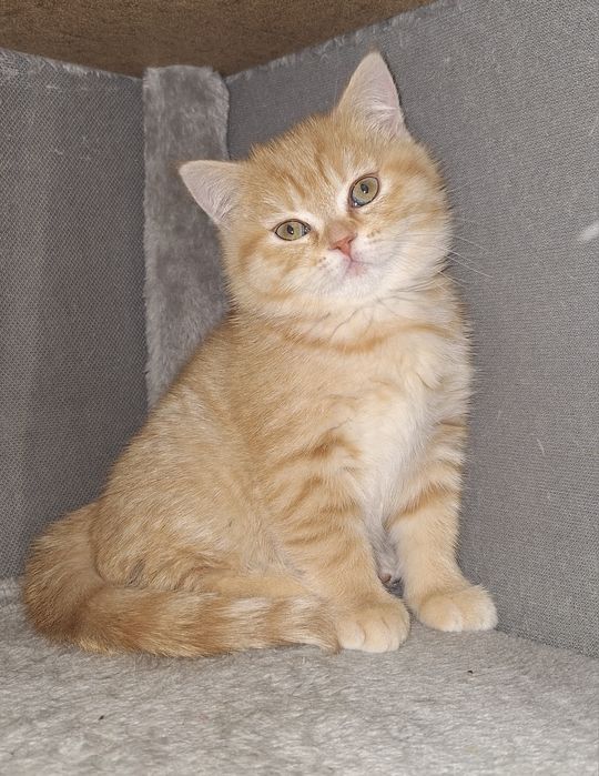 Kotka brytyjska ruda UNIKAT