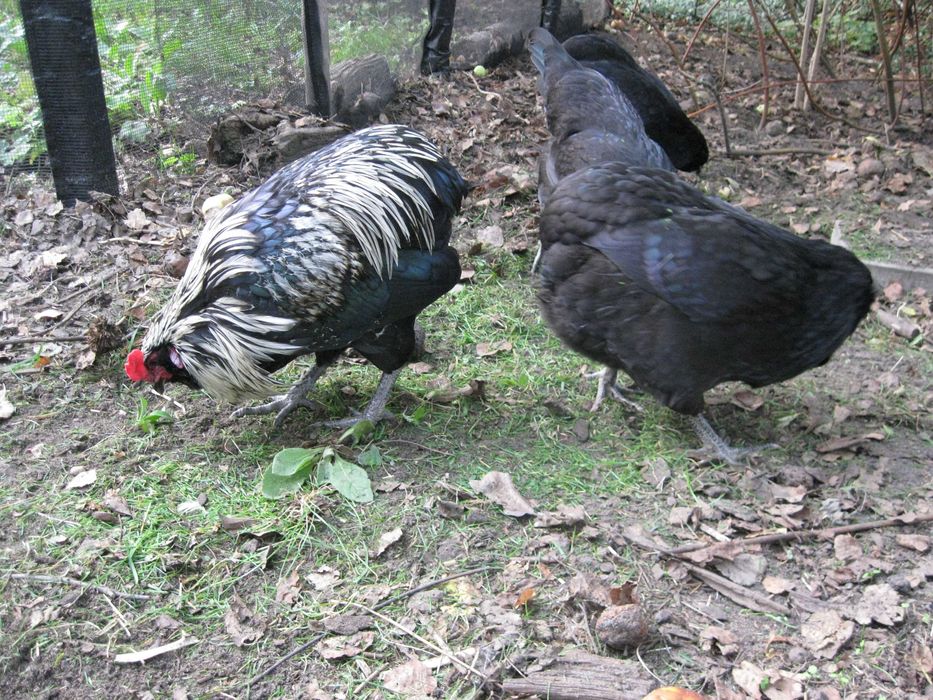 Kury ozdobne - Kogut i kurka araucana