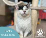 Starsza kotka Bańka do adopcji