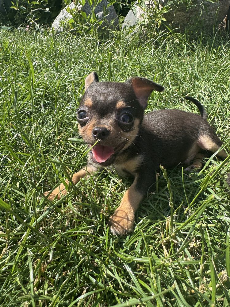 Piesek chihuahua