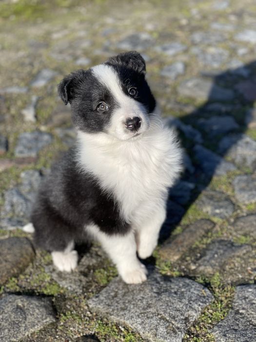 Border Collie TOP