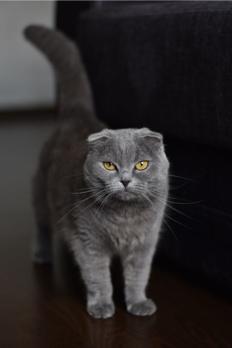 Віддамо в добрі руки британську весловуху кішку