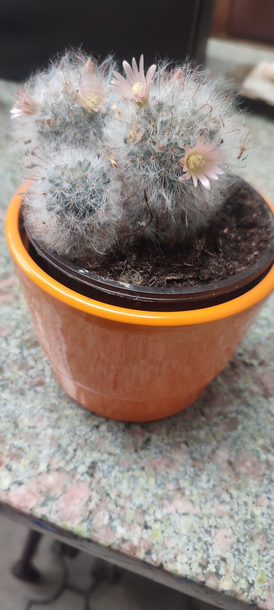 Kaktus Mammillaria bocasana