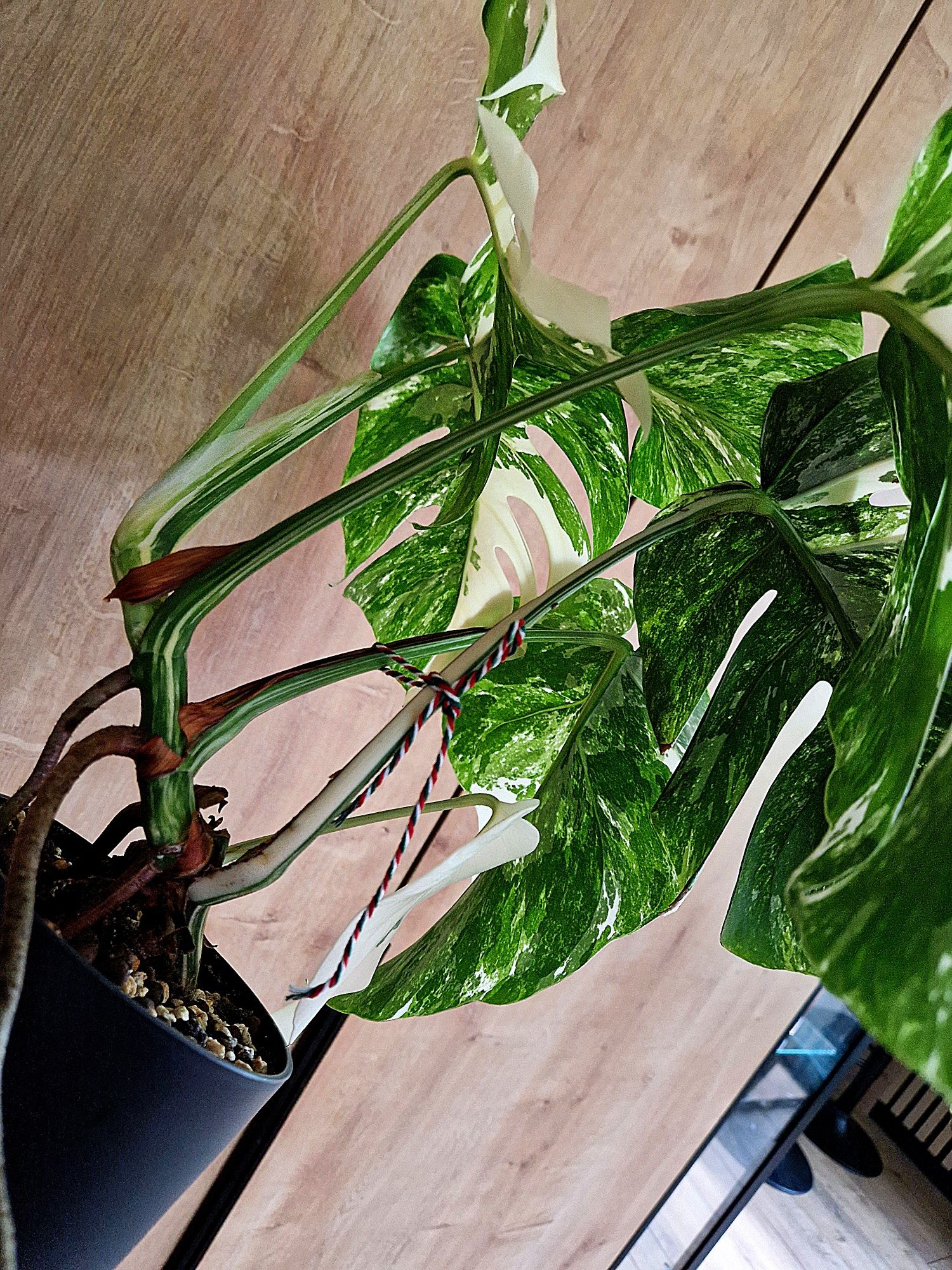 Monstera variegata